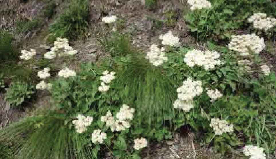 Heartleaf Buckwheat