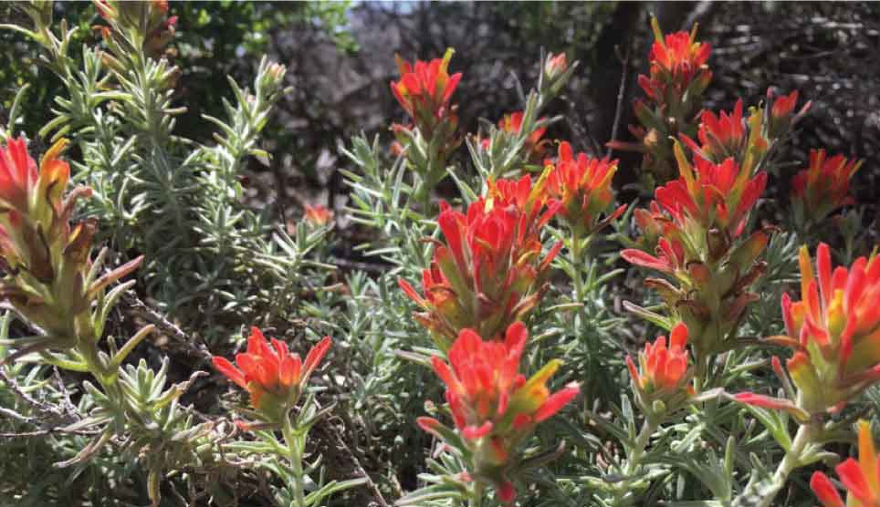 Indian Paintbrush