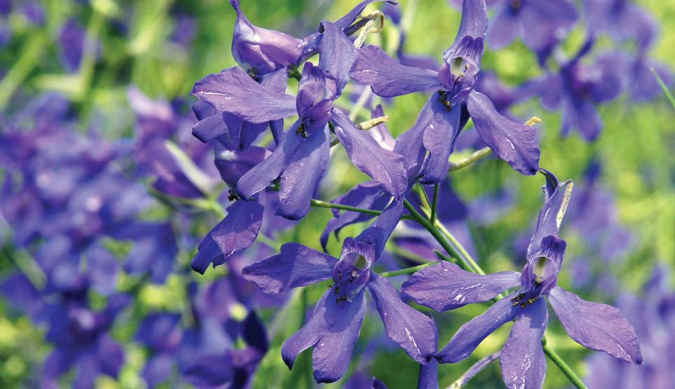 Larkspur