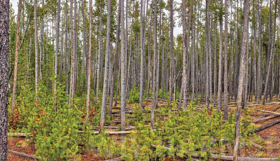 Lodgepole Pine