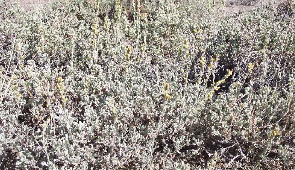 Low Sagebrush