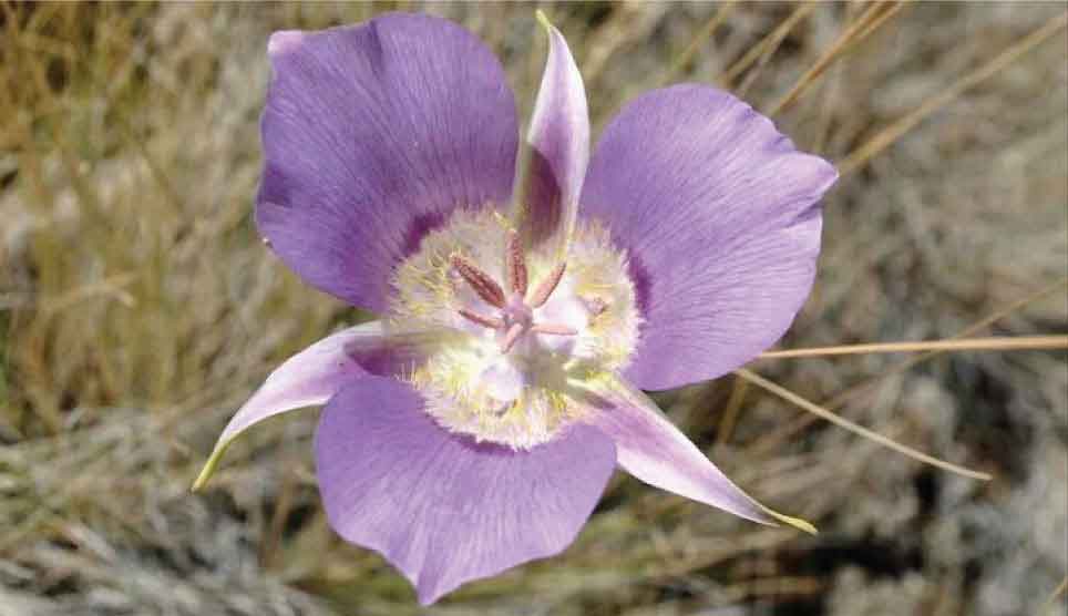 Mariposa Lilies