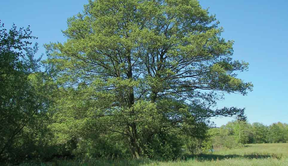 Thinleaf/Mountain Alder