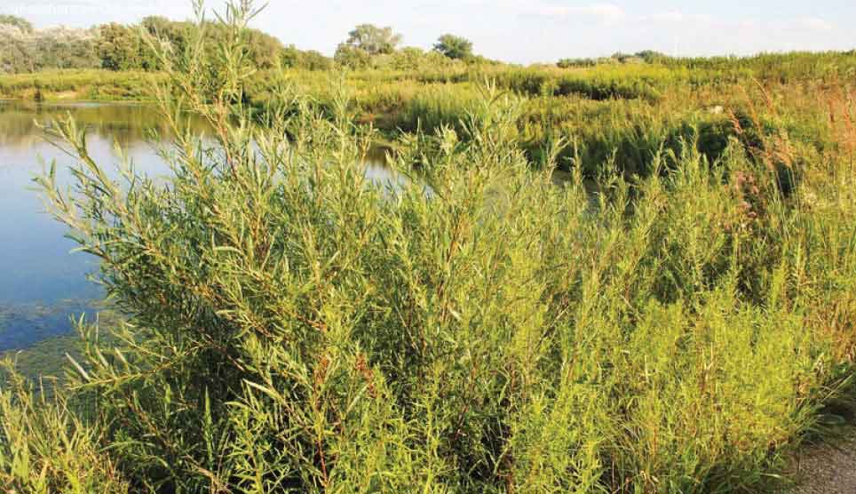 Narrowleaf Willow