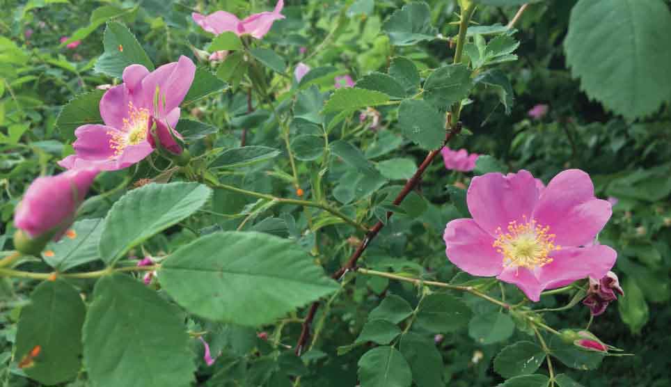 Nootka Rose