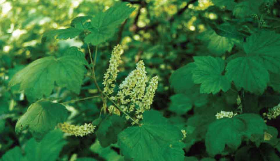 Northern Black Currant