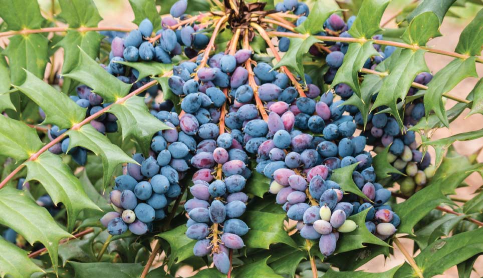 Oregon Grape