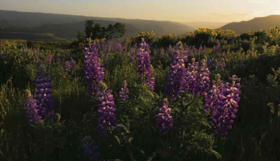 Oregon Lupine