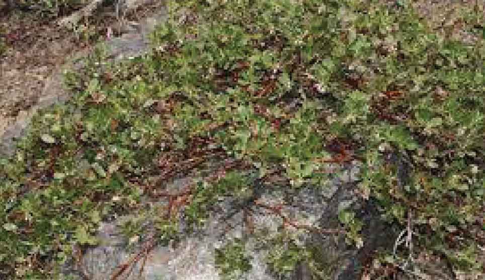 Pinemat Manzanita