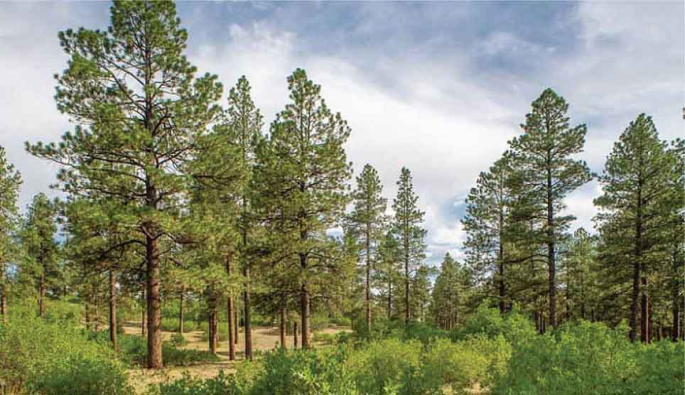 Ponderosa pine