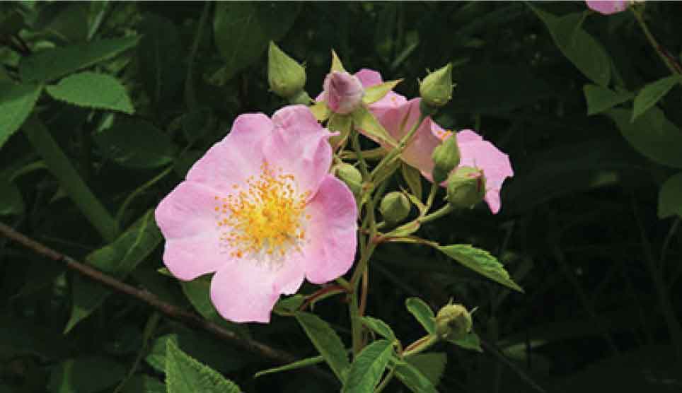 Prairie Rose