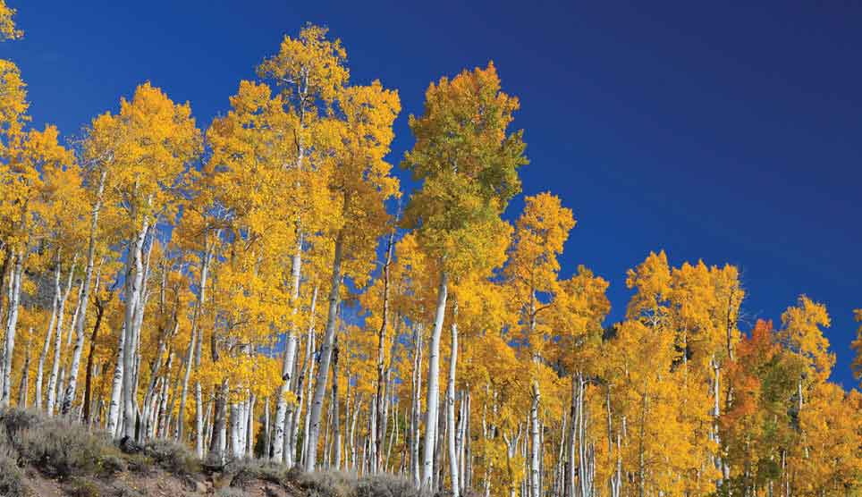 Quaking Aspen