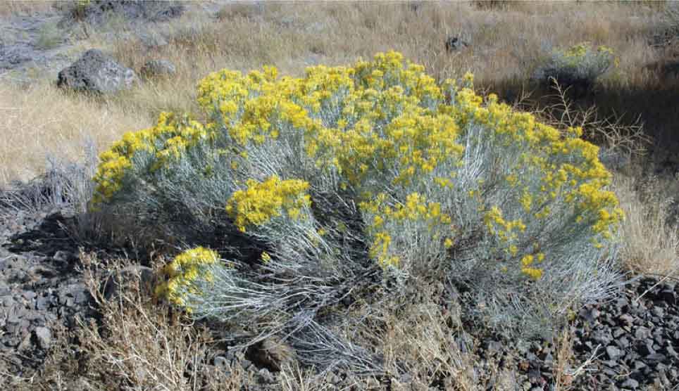 Rabbit Brush