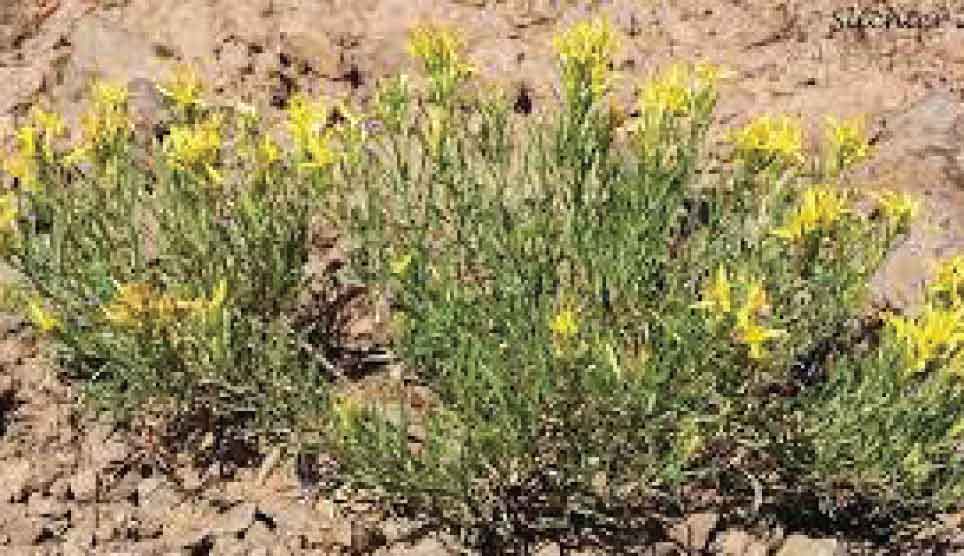 Rabbitbrush Goldenweed