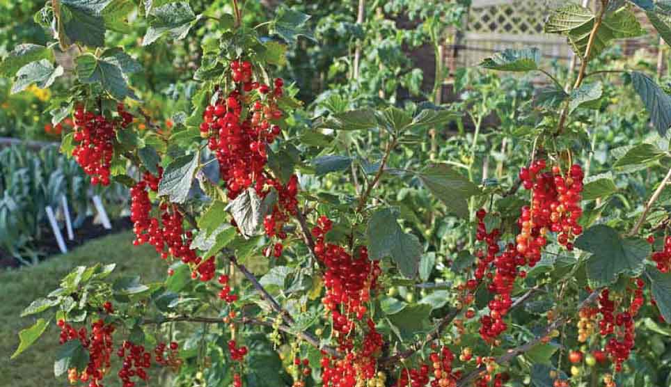 Red Currant