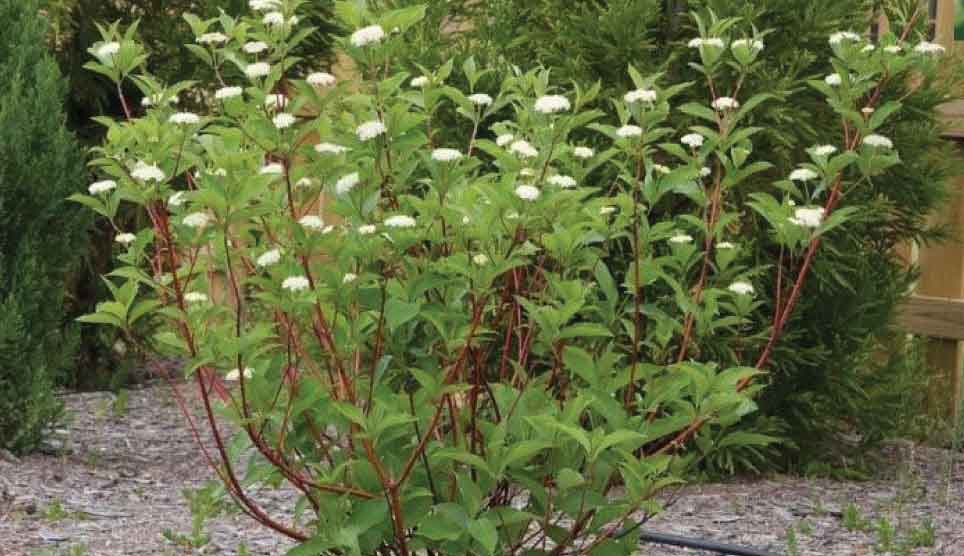 Red-Osier Dogwood