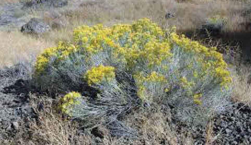 Gray/Rubber Rabbitbrush