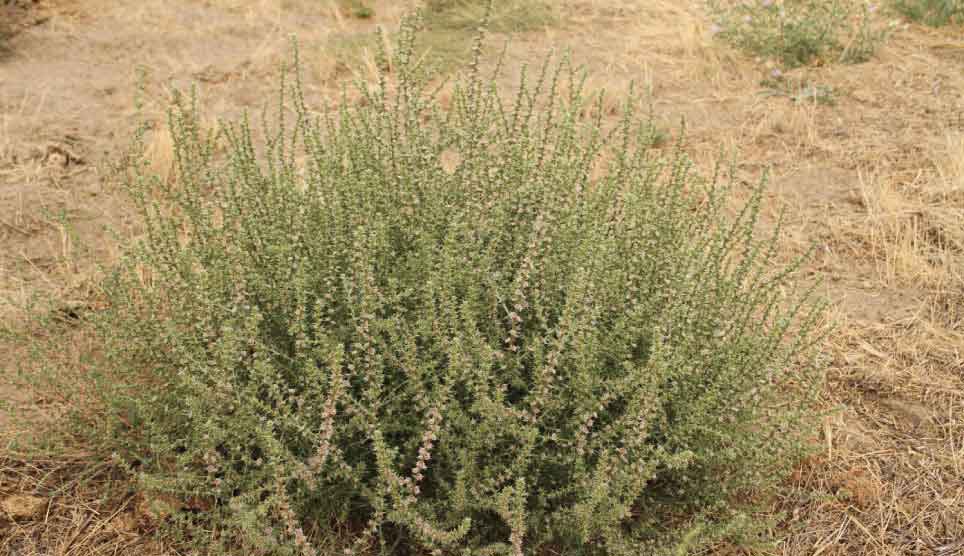 Russian Thistle, Tumbleweed