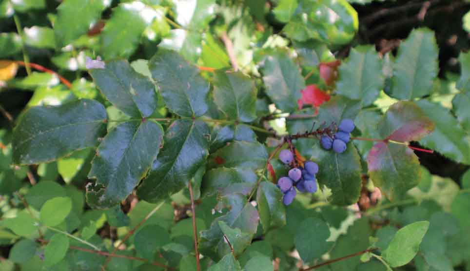 Shining Oregon Grape