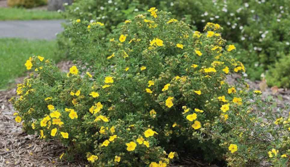 Shrubby Cinquefoil