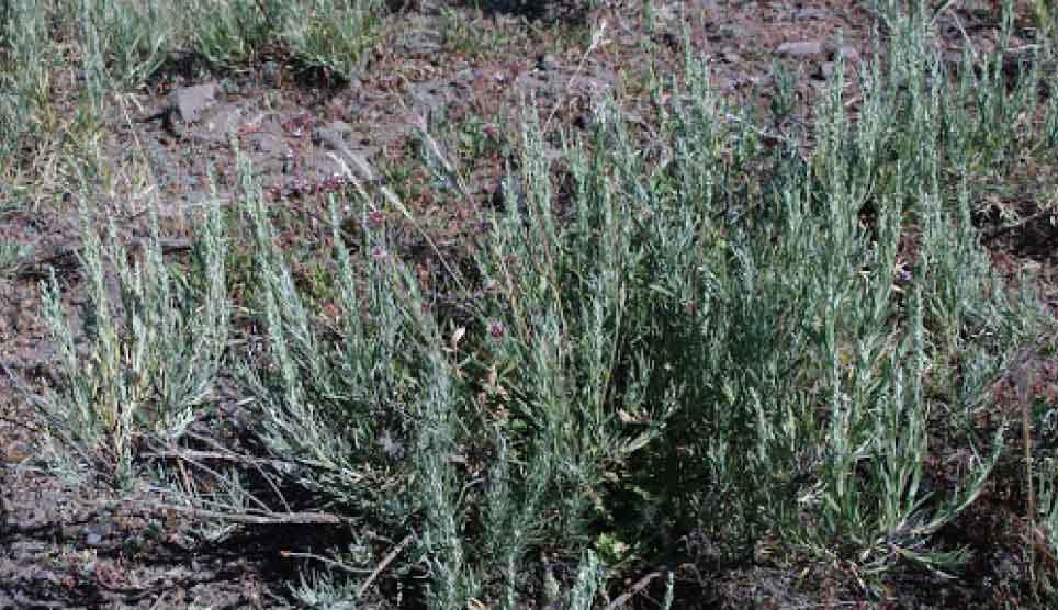 Silver Sagebrush