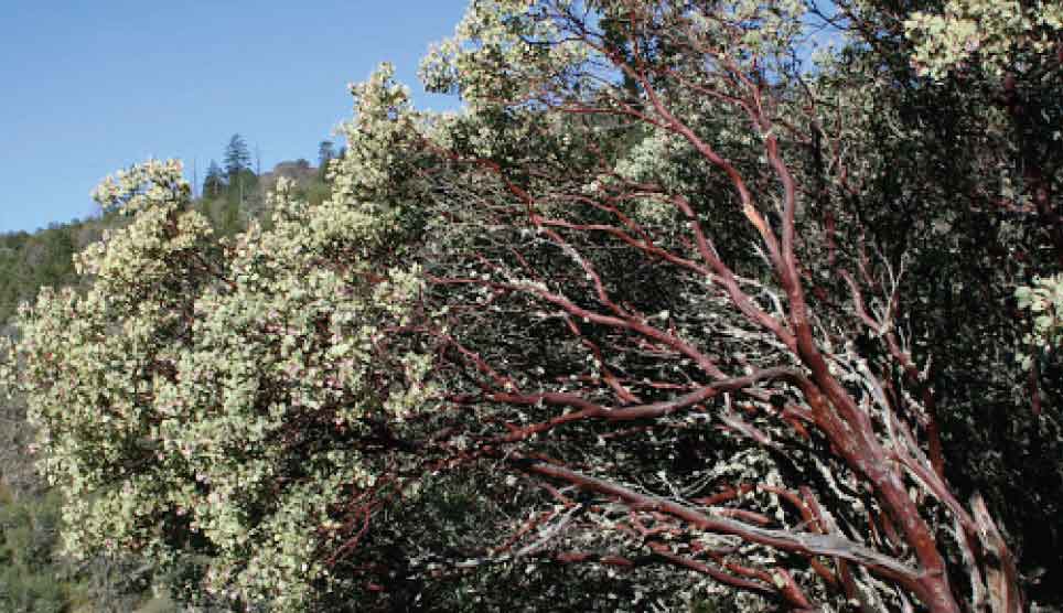 Sticky Whiteleaf Manzanita