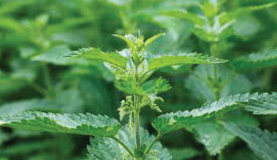 Stinging Nettle