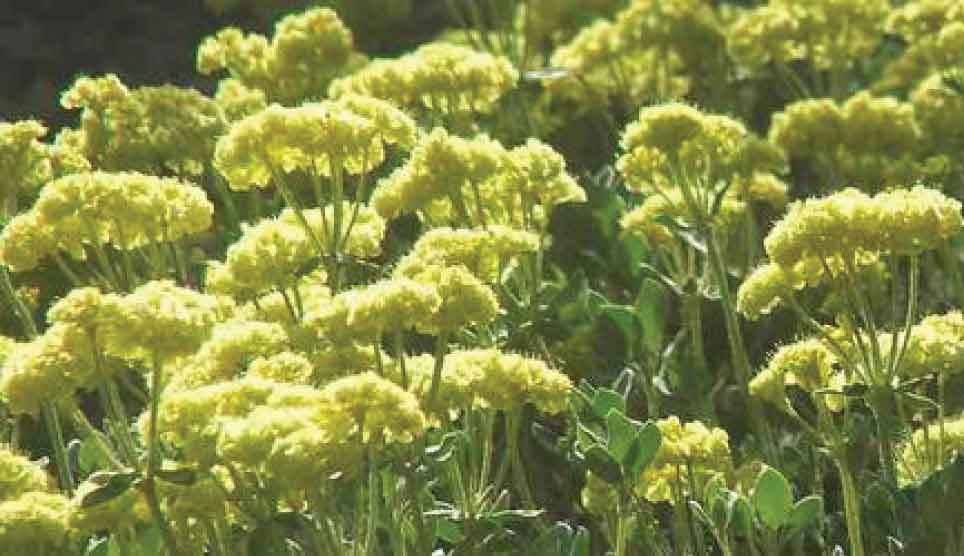 Sulfur Buckwheat