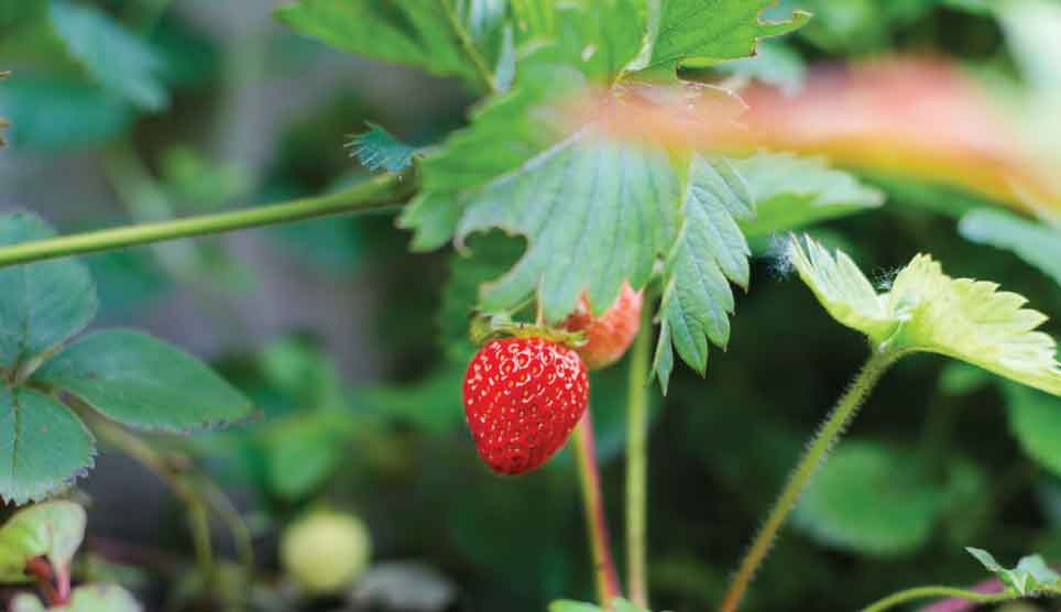 Tall Strawberry