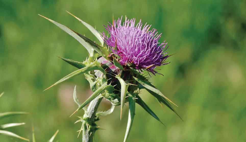 Indian Thistle