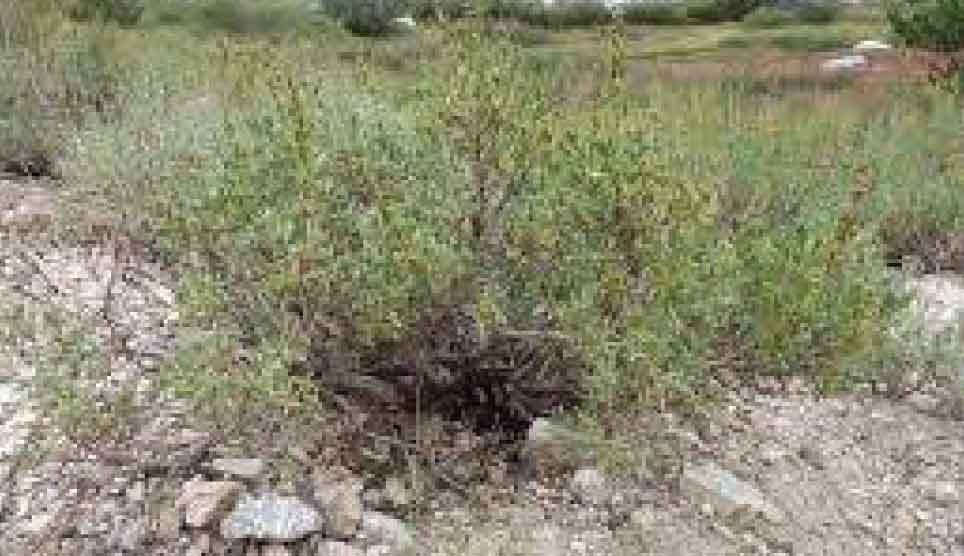 Timberline Sagebrush