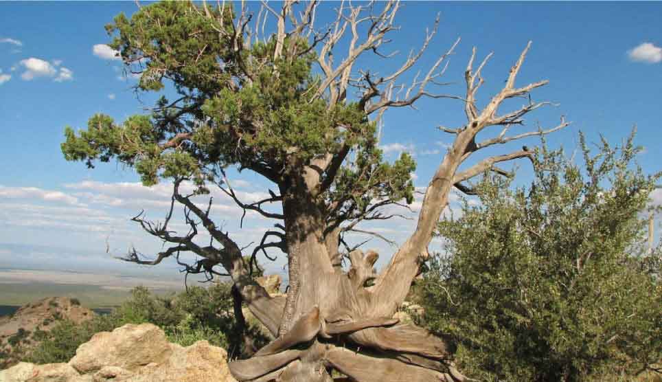 Western Juniper