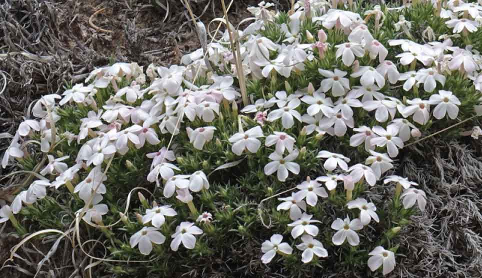 Western Mountain Phlox