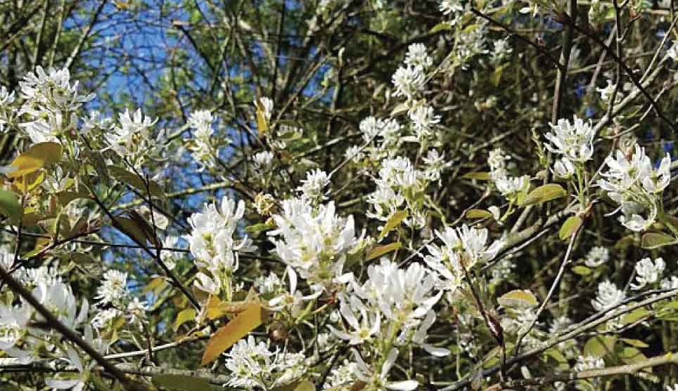 Western Serviceberry