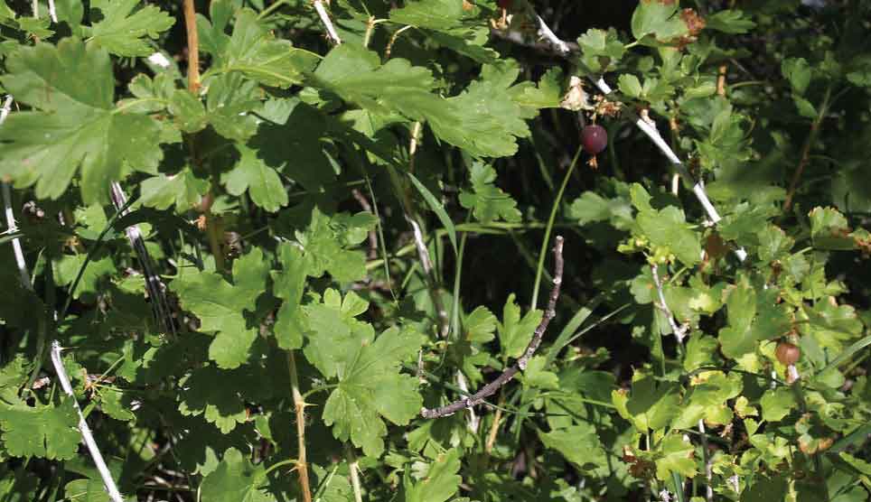 Whitestem Gooseberry