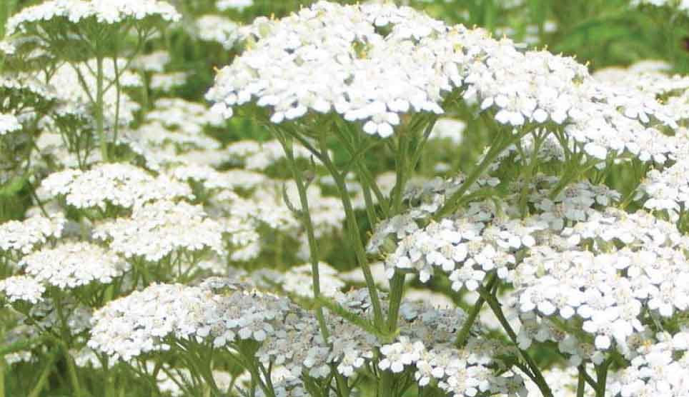 Yarrow