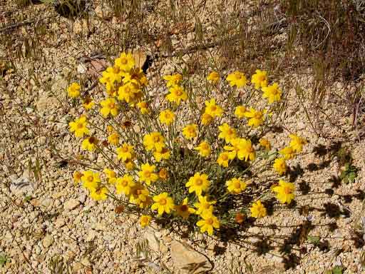 Yellow Oregon Sunshine